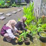 Mahasiswa KKM Laksanakan Penanaman Tanaman Obat Sekolah dan Pelabelan Edukatif