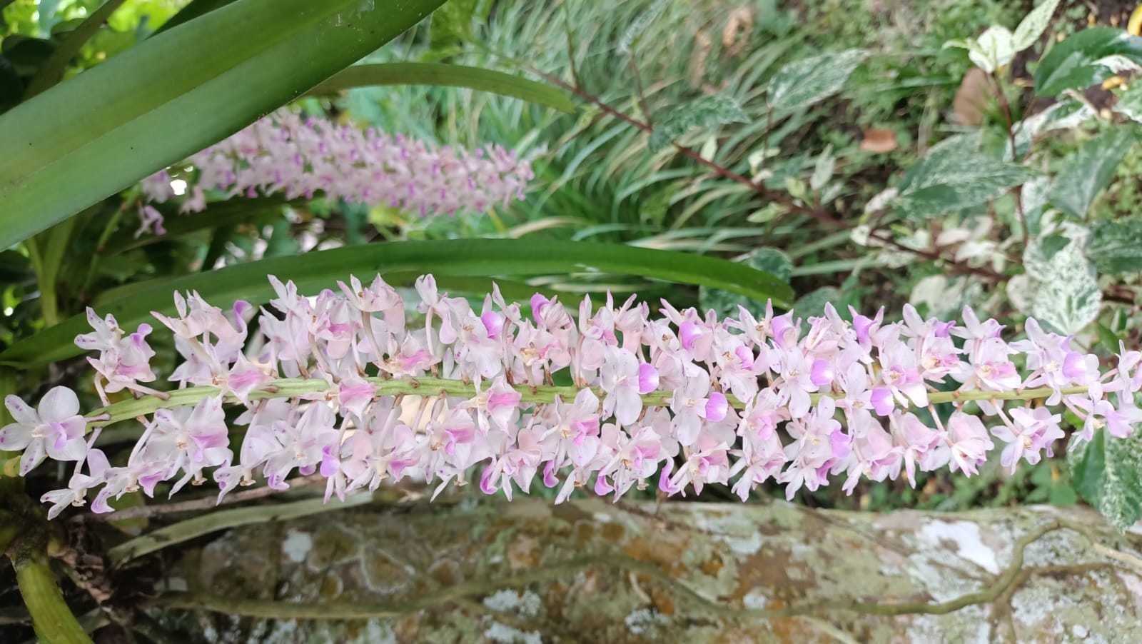 Jagongan Lintas Budaya